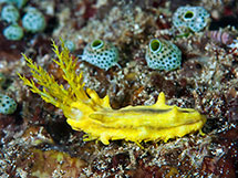 خیار دریایی زرد