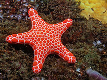 ستاره دریایی بیسکویتی