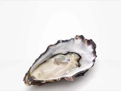 مشخصات، قیمت و خرید صدف خوراکی مخصوص ماهی - Oyster Fish Food